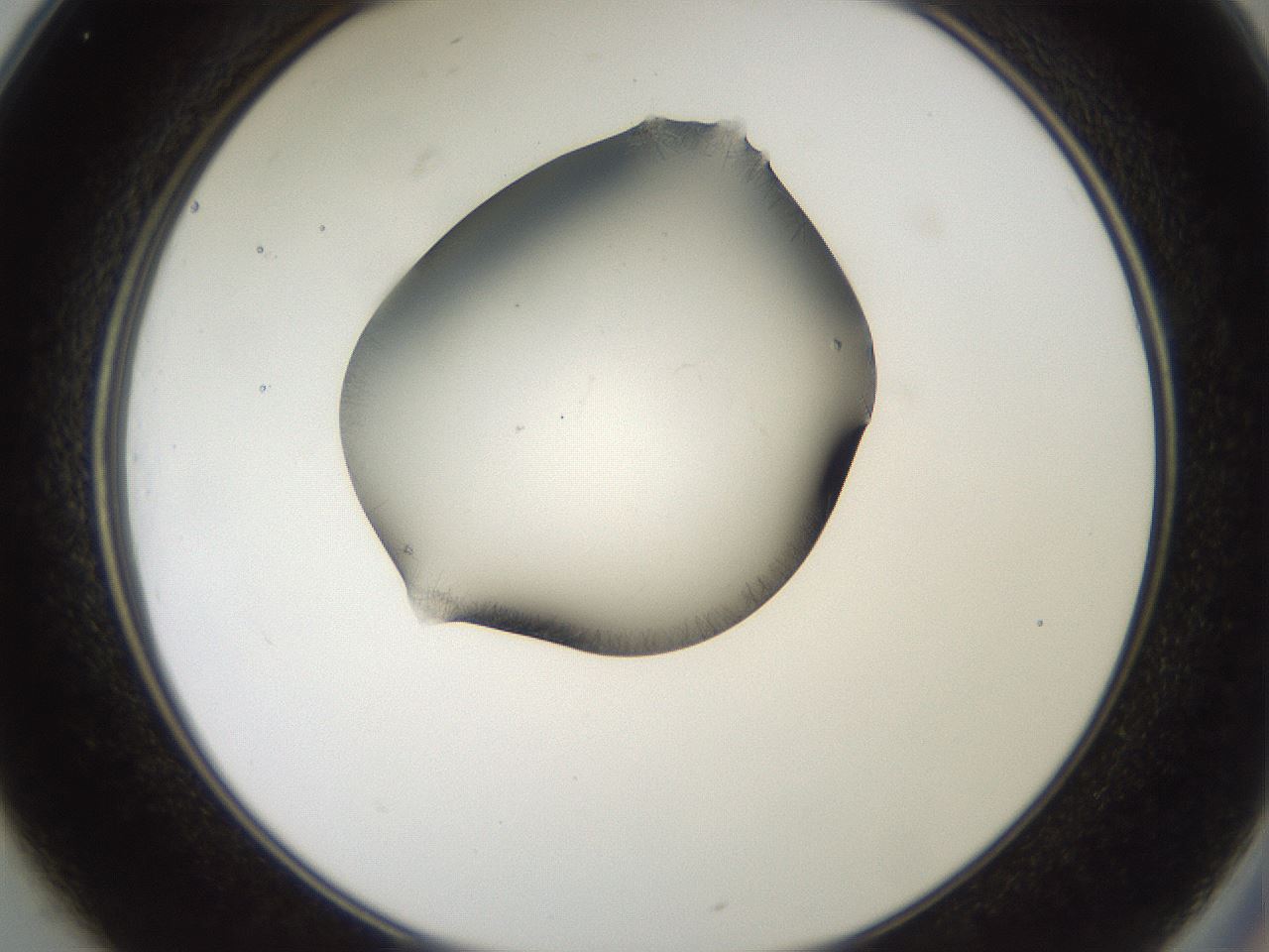 folderID561_plateID2561_batchID12870_wellNum25_profileID1_d2_r195706_ef.jpg