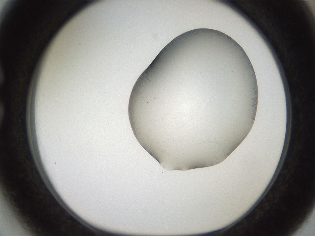 folderID561_plateID2561_batchID12870_wellNum27_profileID1_d1_r195709_ef.jpg