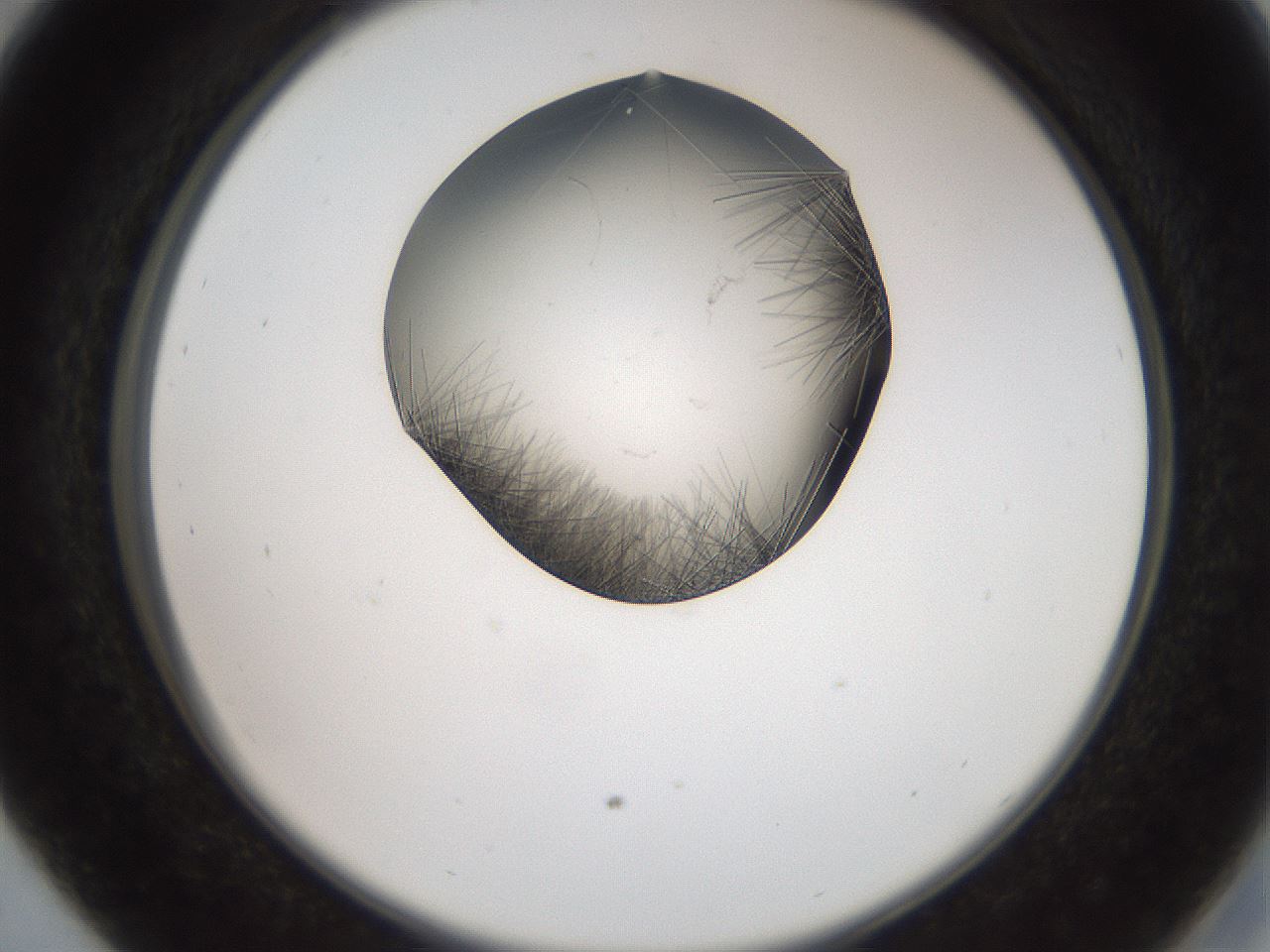 folderID561_plateID2561_batchID12870_wellNum29_profileID1_d2_r195714_ef.jpg
