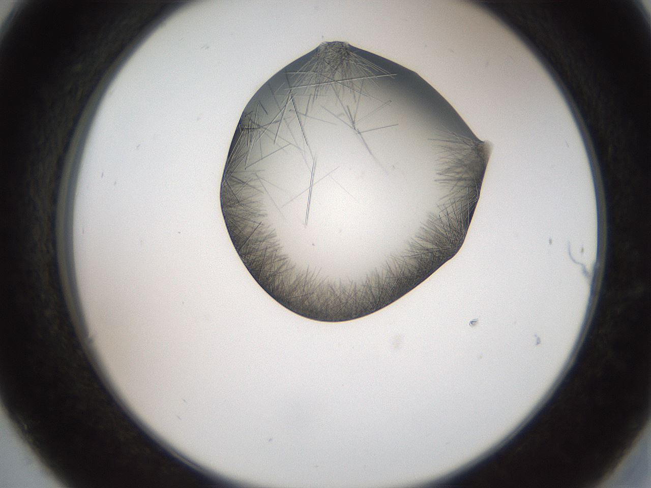 folderID561_plateID2561_batchID12870_wellNum30_profileID1_d2_r195716_ef.jpg