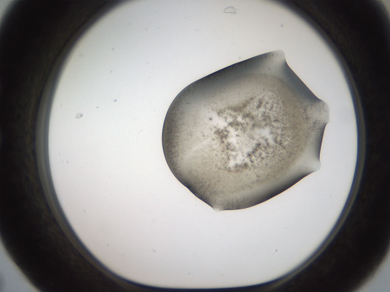 folderID561_plateID2561_batchID12870_wellNum31_profileID1_d1_r195717_ef.jpg