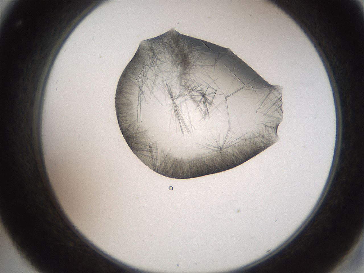 folderID561_plateID2561_batchID12870_wellNum32_profileID1_d2_r195720_ef.jpg