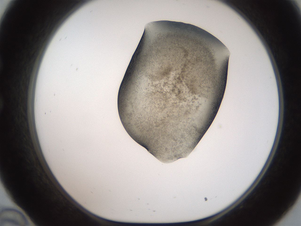 folderID561_plateID2561_batchID12870_wellNum34_profileID1_d1_r195723_ef.jpg