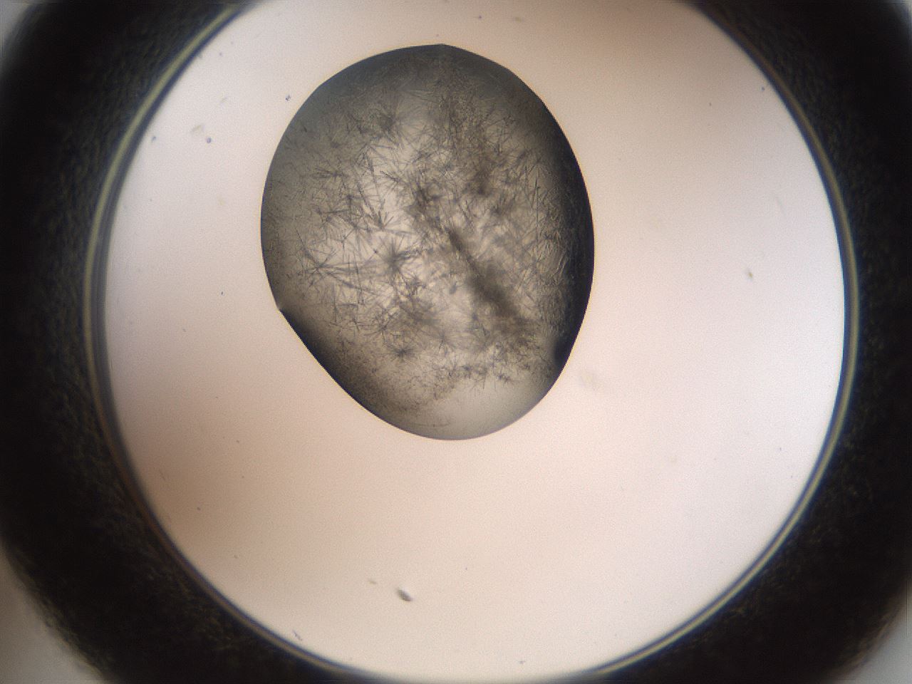 folderID561_plateID2561_batchID12870_wellNum35_profileID1_d2_r195726_ef.jpg