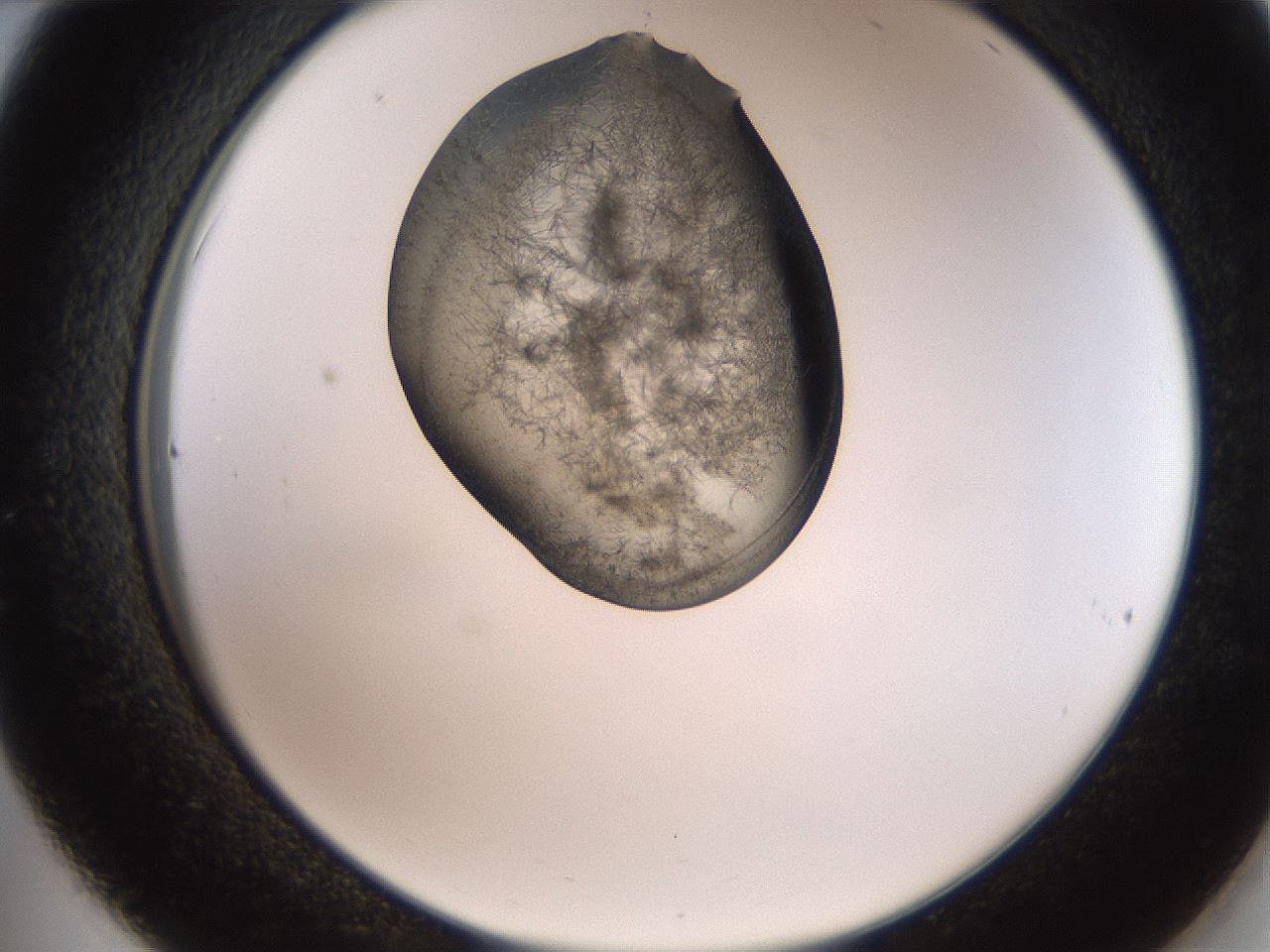 folderID561_plateID2561_batchID12870_wellNum36_profileID1_d2_r195728_ef.jpg