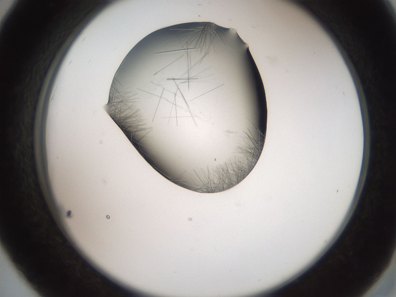 folderID561_plateID2561_batchID12870_wellNum42_profileID1_d2_r195740_ef.jpg