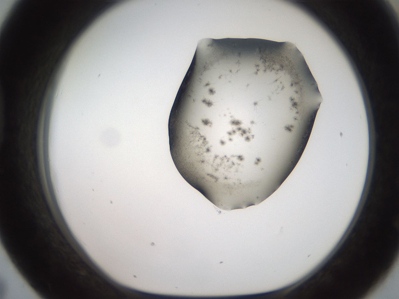 folderID561_plateID2561_batchID12870_wellNum43_profileID1_d1_r195741_ef.jpg