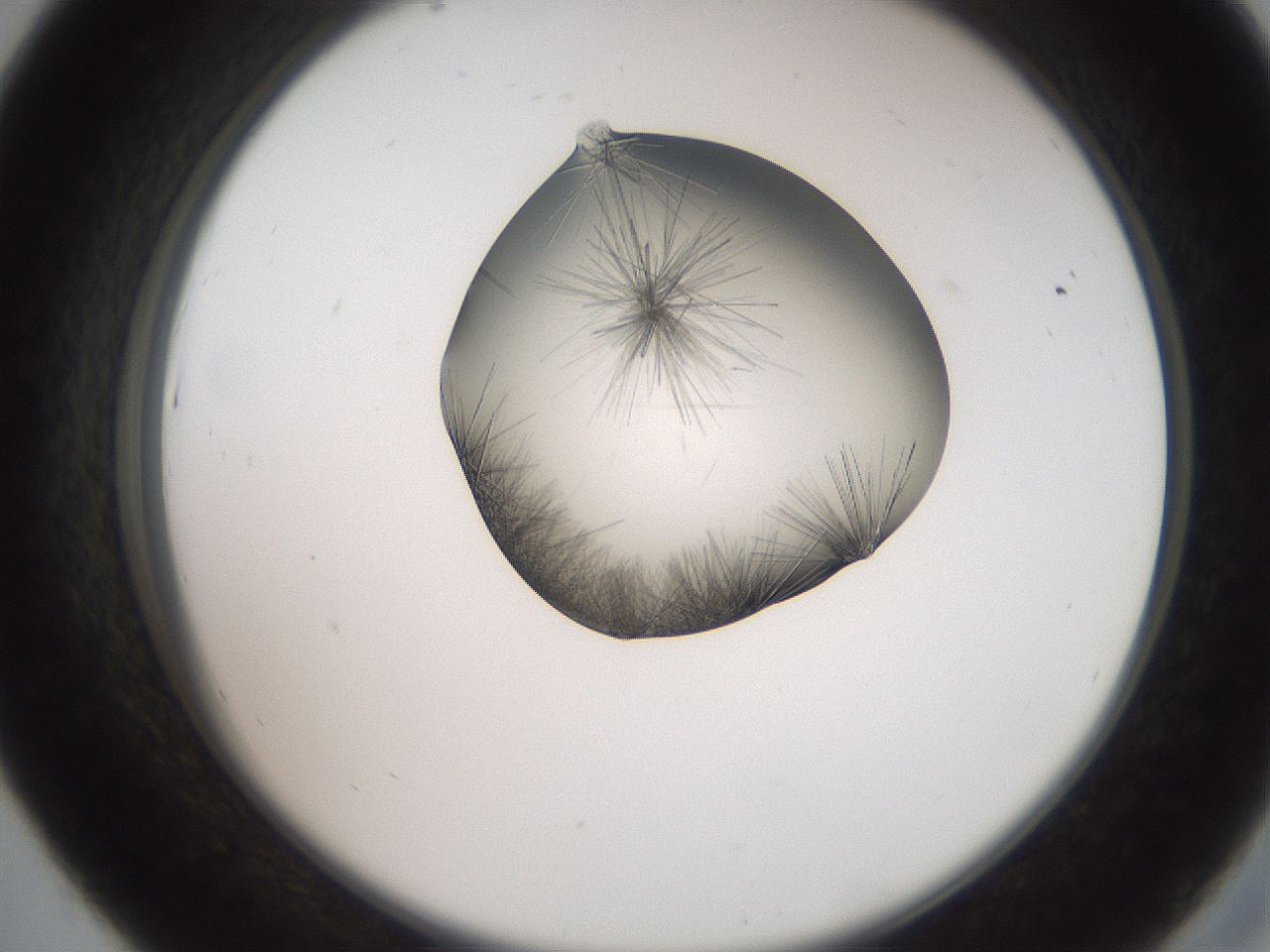 folderID561_plateID2561_batchID12870_wellNum43_profileID1_d2_r195742_ef.jpg