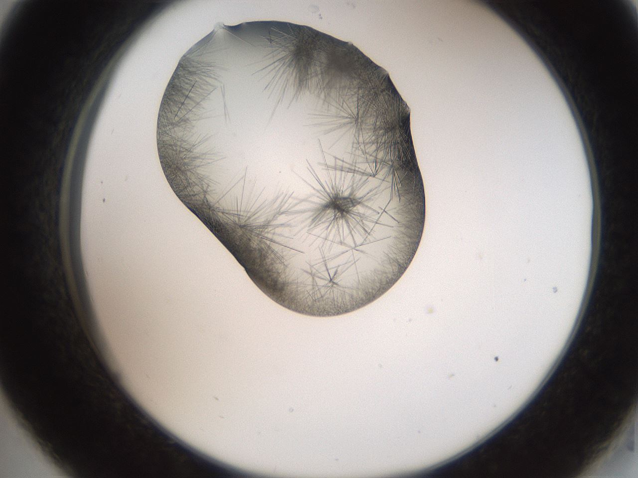 folderID561_plateID2561_batchID12870_wellNum33_profileID1_d2_r195722_ef.jpg
