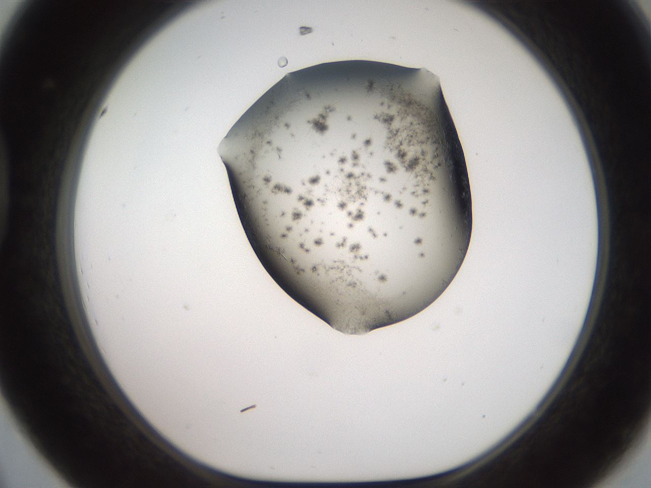 folderID561_plateID2561_batchID12870_wellNum44_profileID1_d1_r195743_ef.jpg