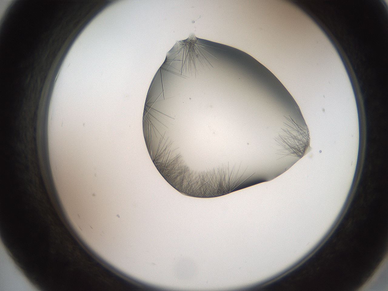 folderID561_plateID2561_batchID12870_wellNum55_profileID1_d2_r195766_ef.jpg