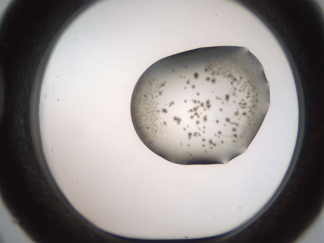 folderID561_plateID2561_batchID12870_wellNum45_profileID1_d1_r195745_ef.jpg
