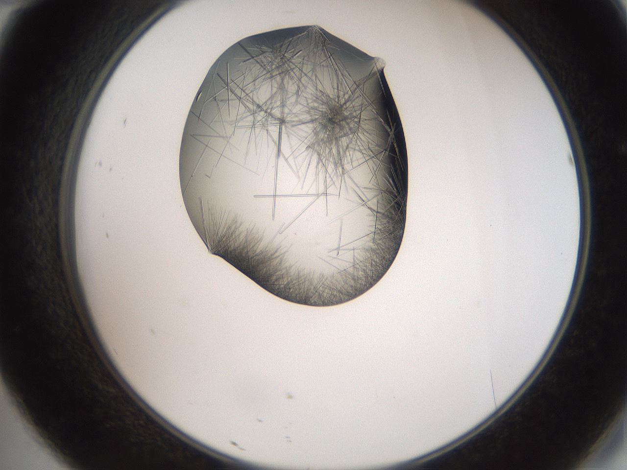 folderID561_plateID2561_batchID12870_wellNum46_profileID1_d2_r195748_ef.jpg