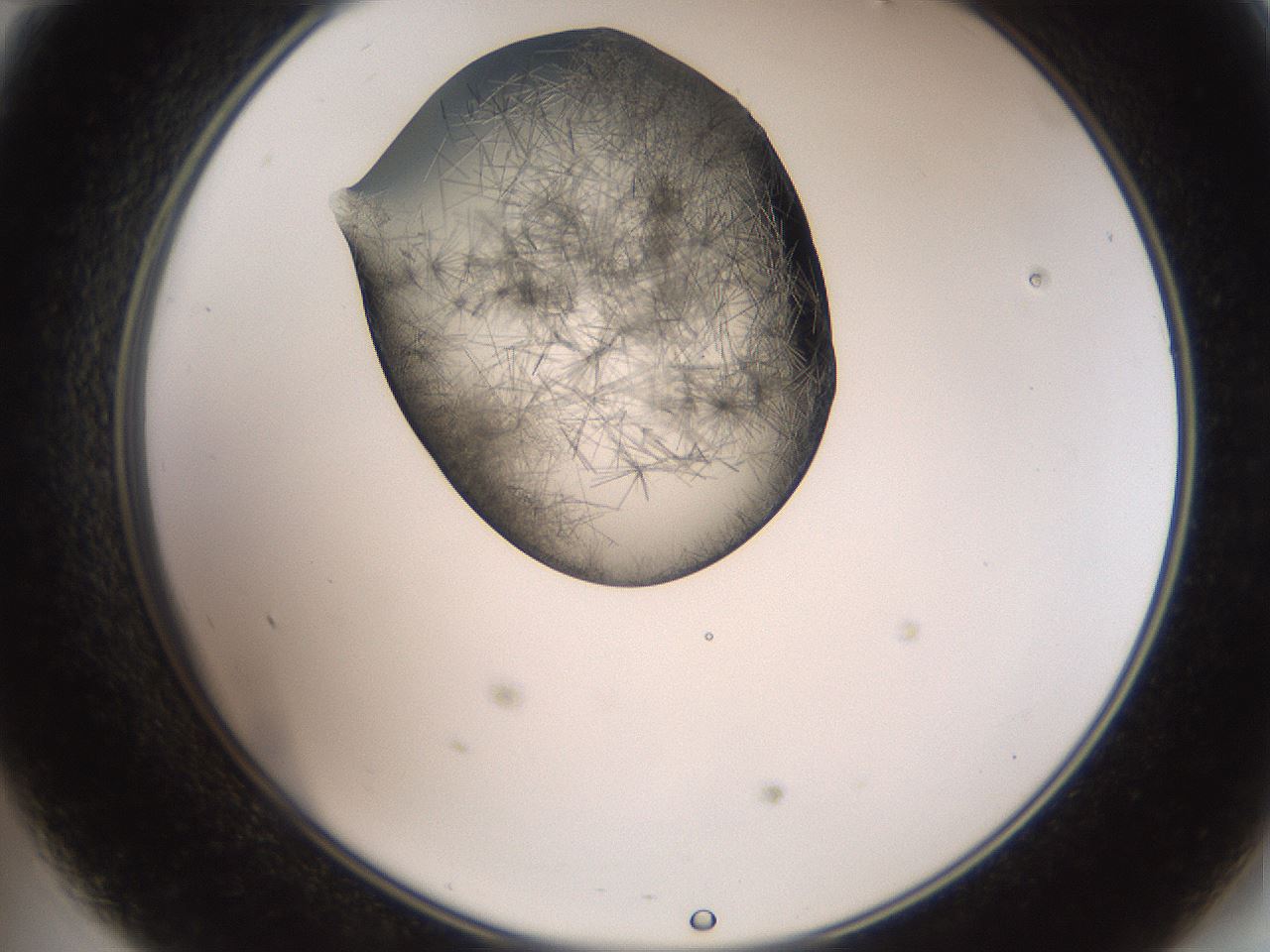 folderID561_plateID2561_batchID12870_wellNum47_profileID1_d2_r195750_ef.jpg