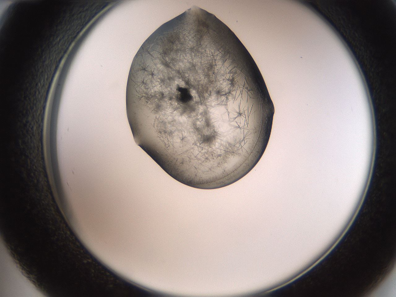 folderID561_plateID2561_batchID12870_wellNum48_profileID1_d2_r195752_ef.jpg