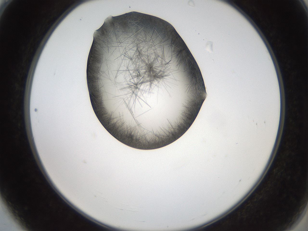 folderID561_plateID2561_batchID12870_wellNum4_profileID1_d2_r195664_ef.jpg