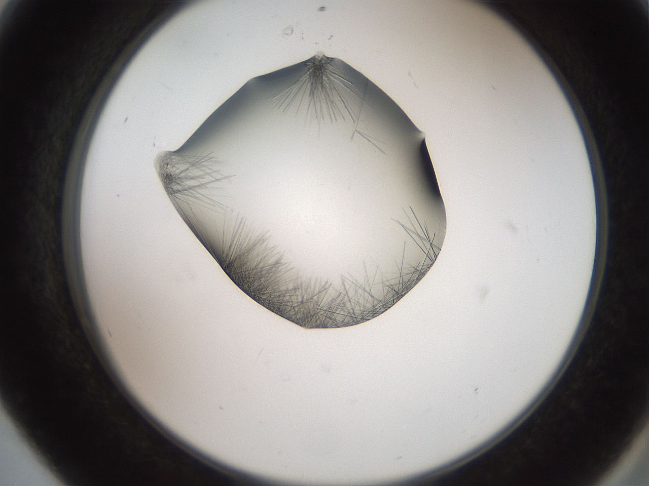 folderID561_plateID2561_batchID12870_wellNum56_profileID1_d2_r195768_ef.jpg
