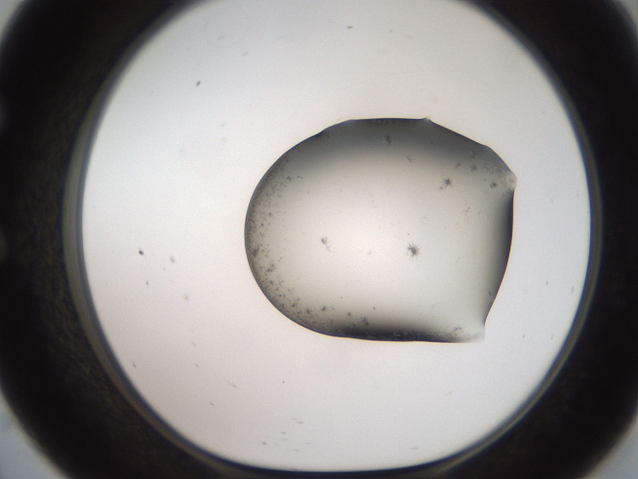 folderID561_plateID2561_batchID12870_wellNum57_profileID1_d1_r195769_ef.jpg