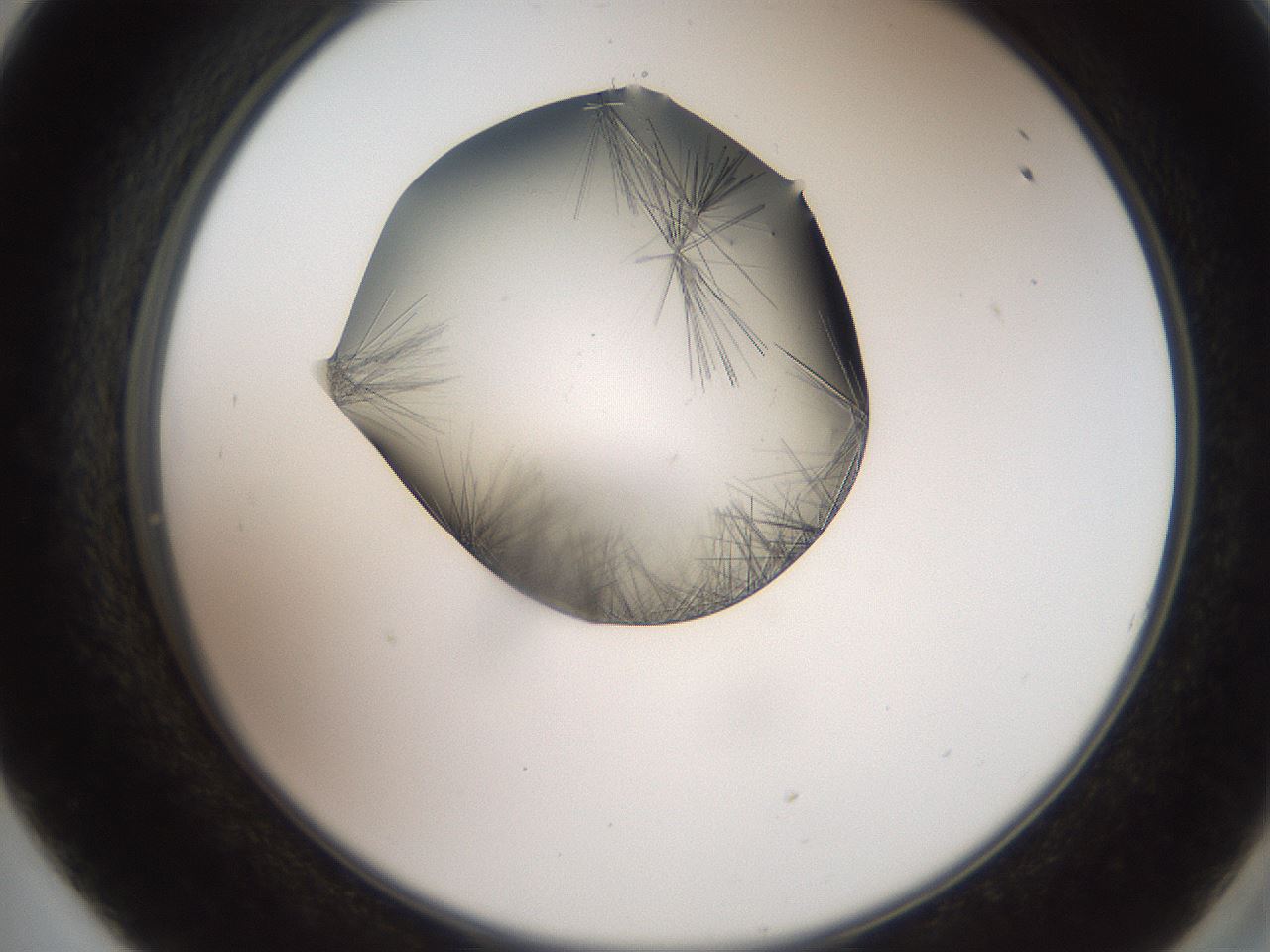 folderID561_plateID2561_batchID12870_wellNum57_profileID1_d2_r195770_ef.jpg