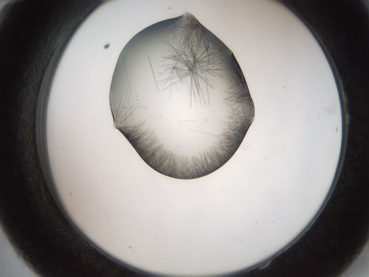 folderID561_plateID2561_batchID12870_wellNum58_profileID1_d2_r195772_ef.jpg