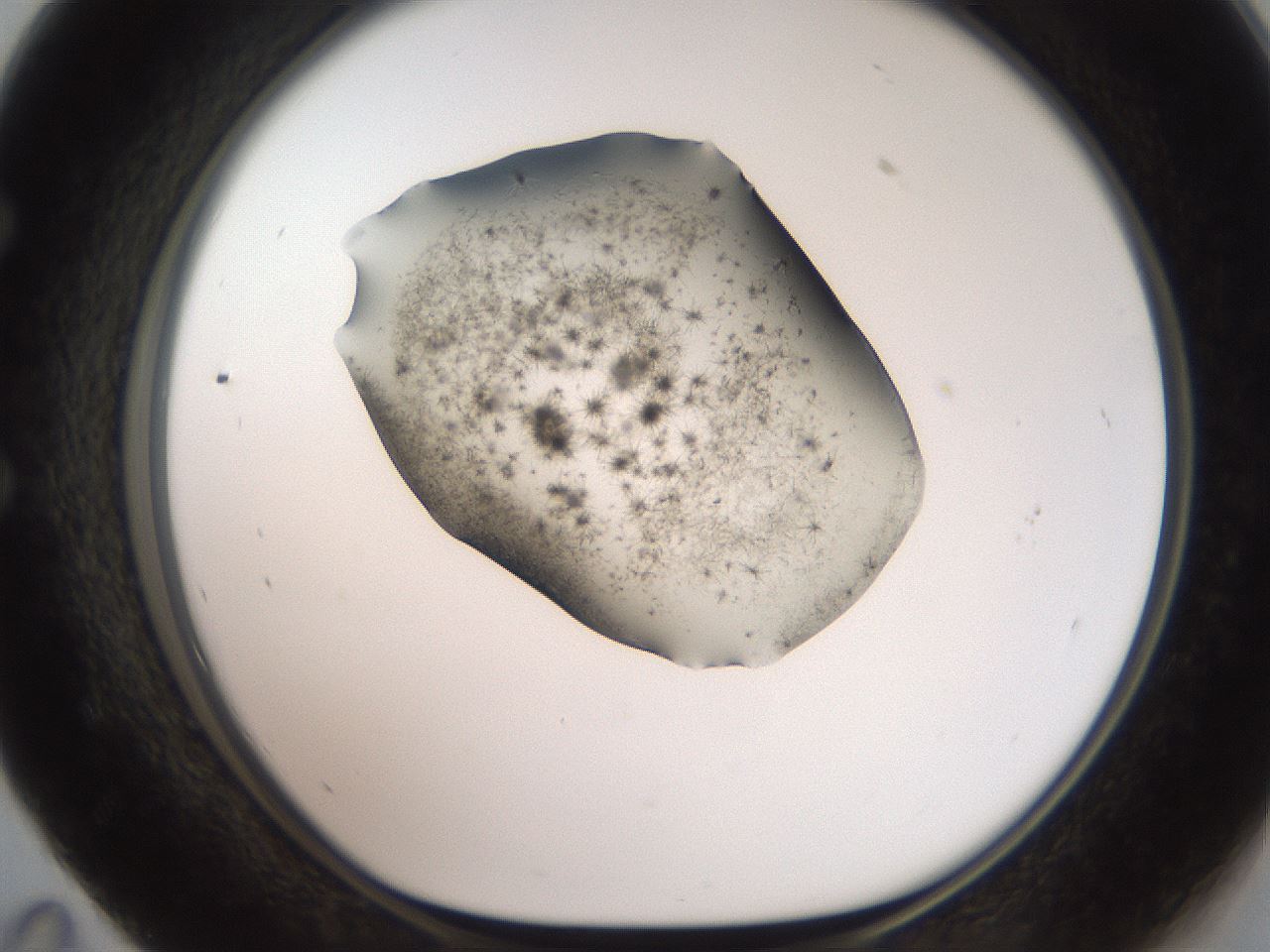 folderID561_plateID2561_batchID12870_wellNum59_profileID1_d1_r195773_ef.jpg