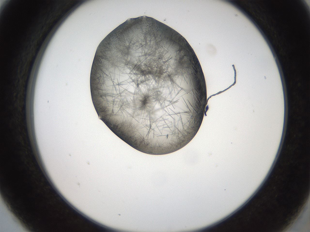 folderID561_plateID2561_batchID12870_wellNum5_profileID1_d2_r195666_ef.jpg