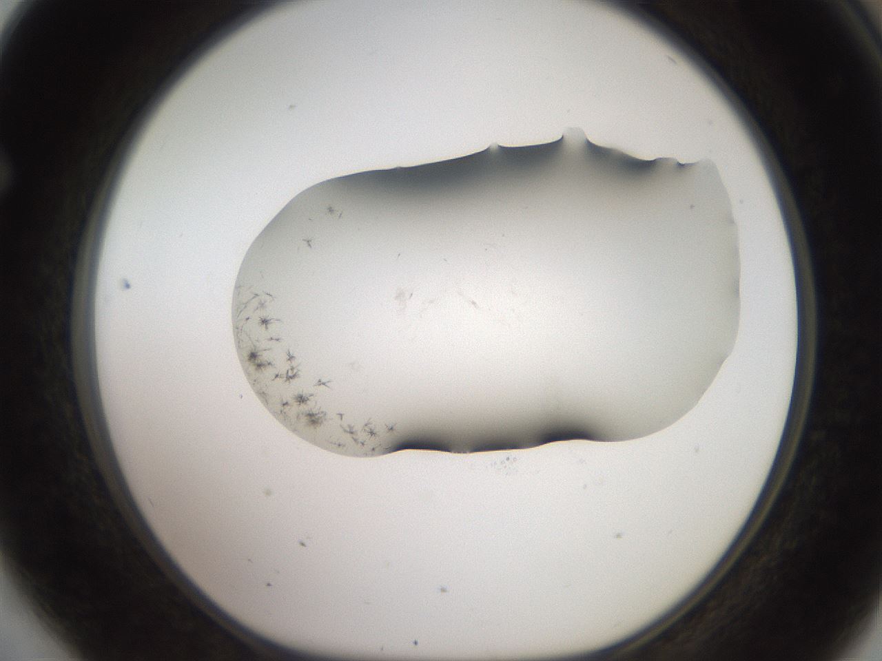 folderID561_plateID2561_batchID12870_wellNum64_profileID1_d1_r195783_ef.jpg