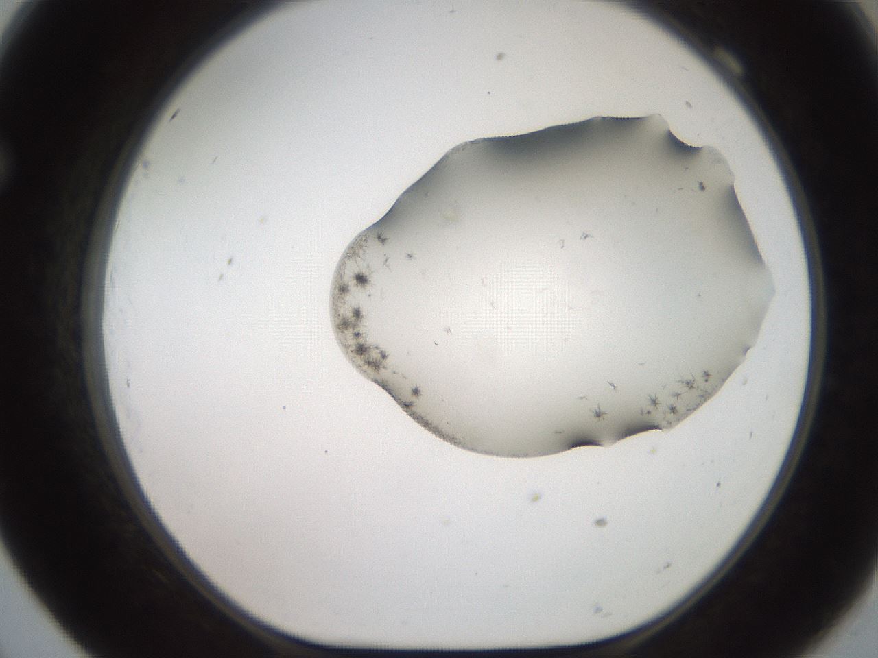folderID561_plateID2561_batchID12870_wellNum69_profileID1_d1_r195793_ef.jpg