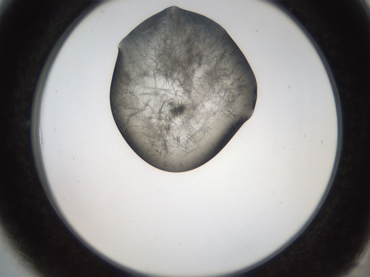 folderID561_plateID2561_batchID12870_wellNum6_profileID1_d2_r195668_ef.jpg