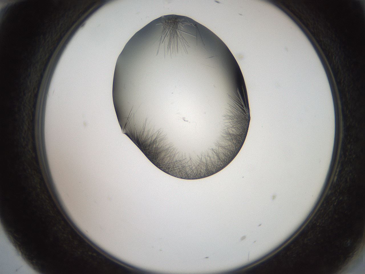 folderID561_plateID2561_batchID12870_wellNum70_profileID1_d2_r195796_ef.jpg