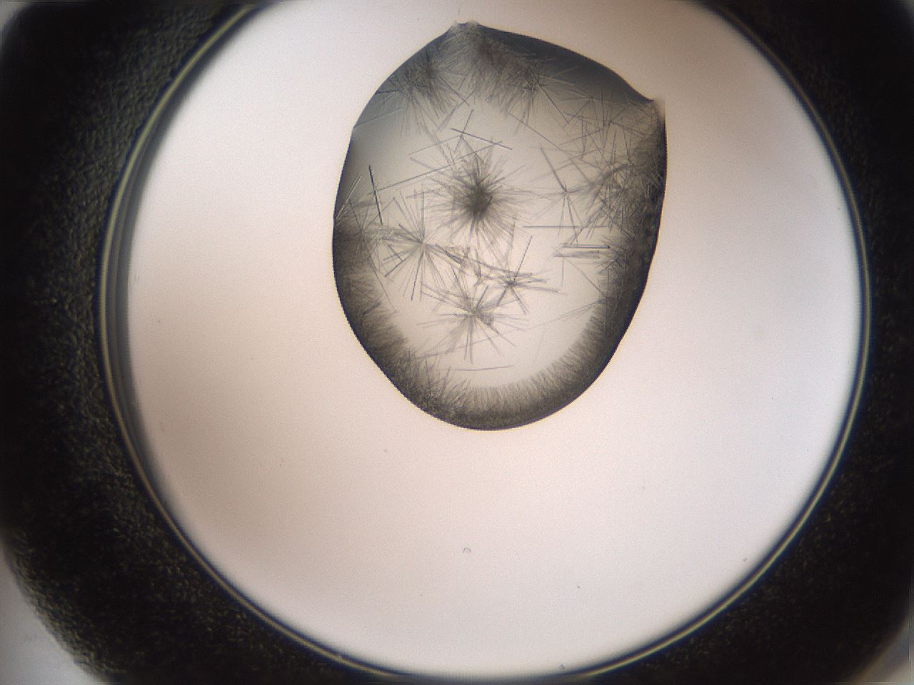 folderID561_plateID2561_batchID12870_wellNum72_profileID1_d2_r195800_ef.jpg