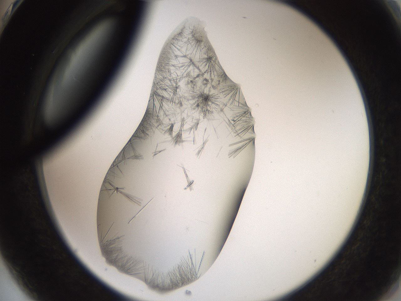 folderID561_plateID2561_batchID12870_wellNum75_profileID1_d2_r195806_ef.jpg
