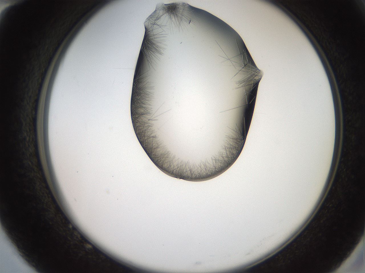 folderID561_plateID2561_batchID12870_wellNum82_profileID1_d2_r195820_ef.jpg