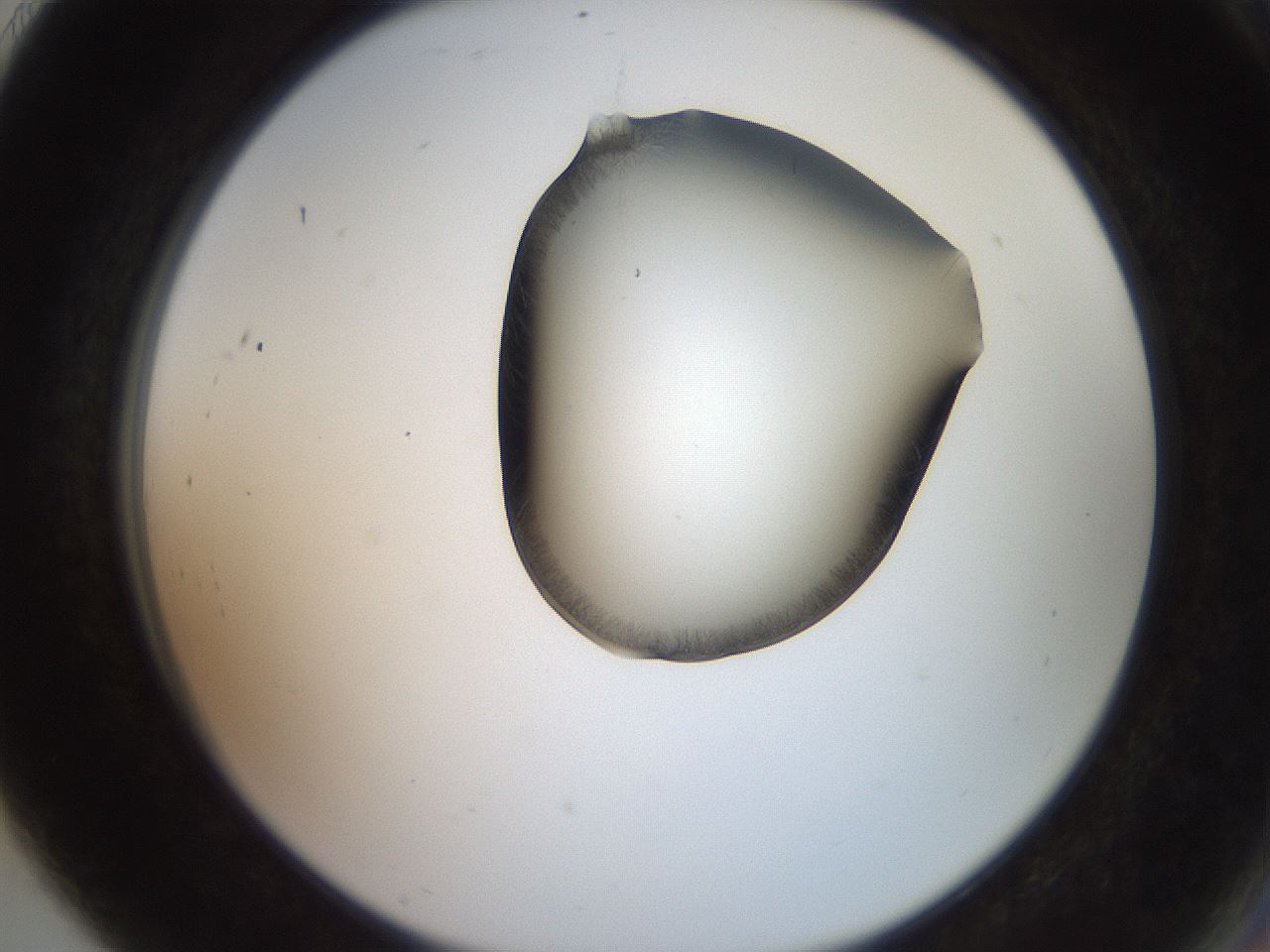 folderID561_plateID2561_batchID12870_wellNum91_profileID1_d2_r195838_ef.jpg