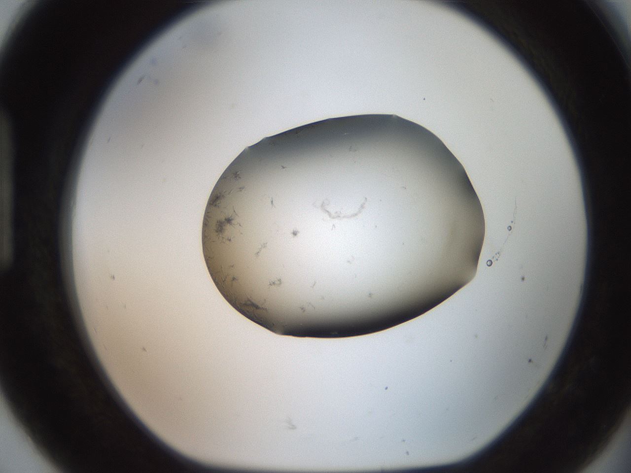 folderID561_plateID2561_batchID12870_wellNum92_profileID1_d1_r195839_ef.jpg