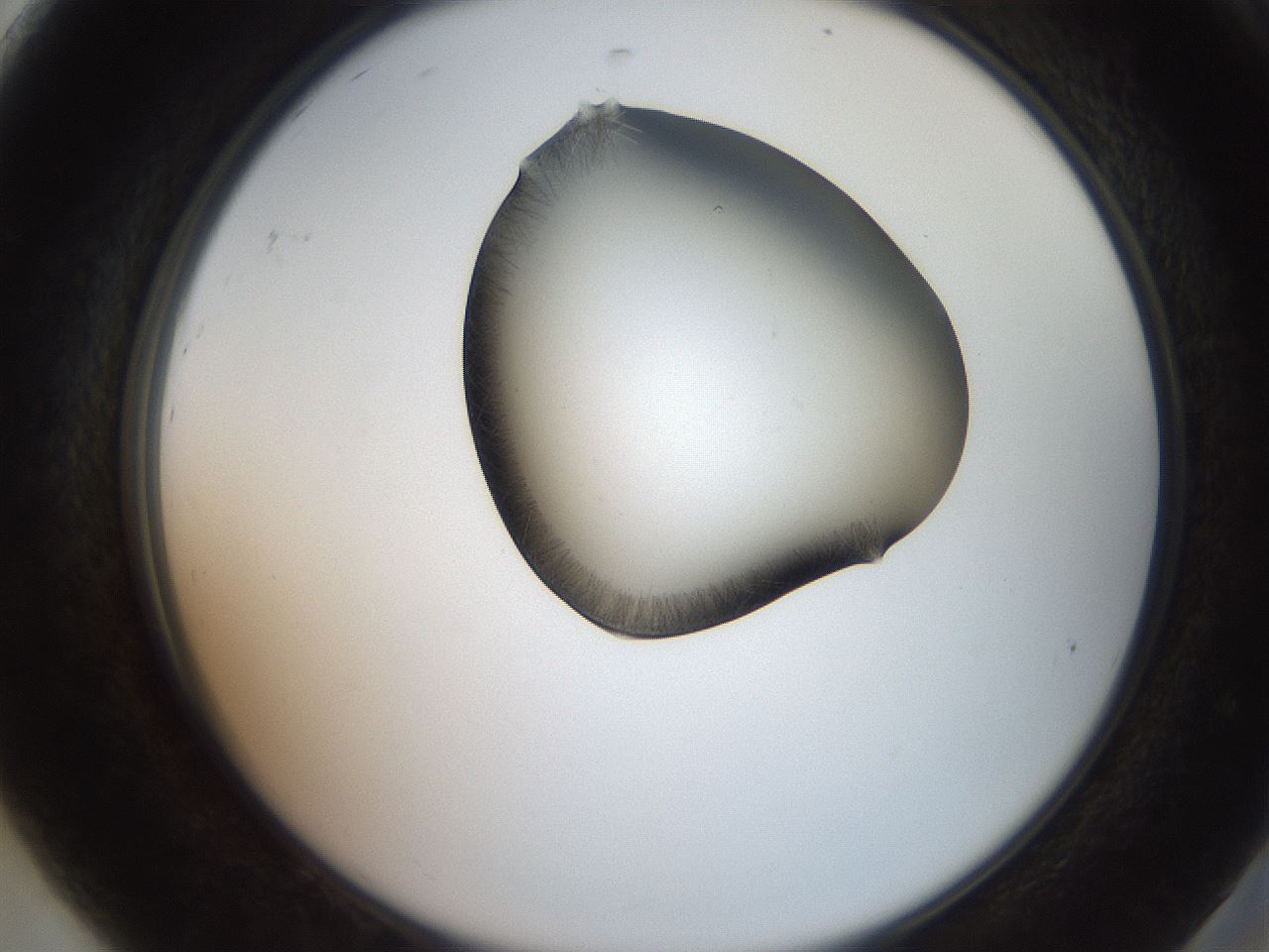 folderID561_plateID2561_batchID12870_wellNum92_profileID1_d2_r195840_ef.jpg
