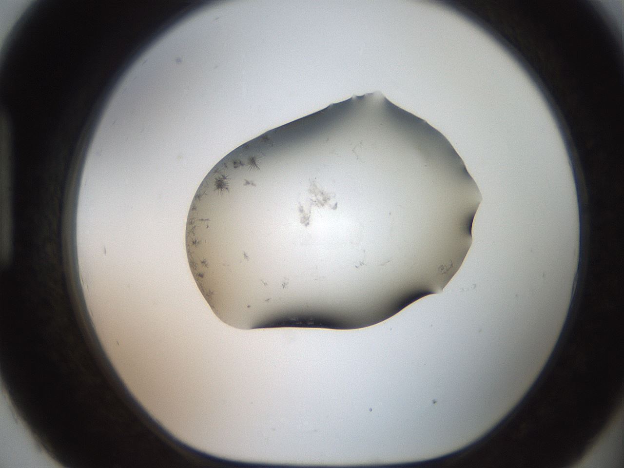 folderID561_plateID2561_batchID12870_wellNum93_profileID1_d1_r195841_ef.jpg