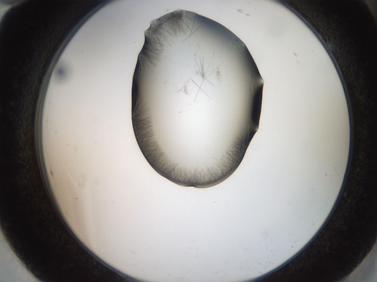 folderID561_plateID2561_batchID12870_wellNum94_profileID1_d2_r195844_ef.jpg