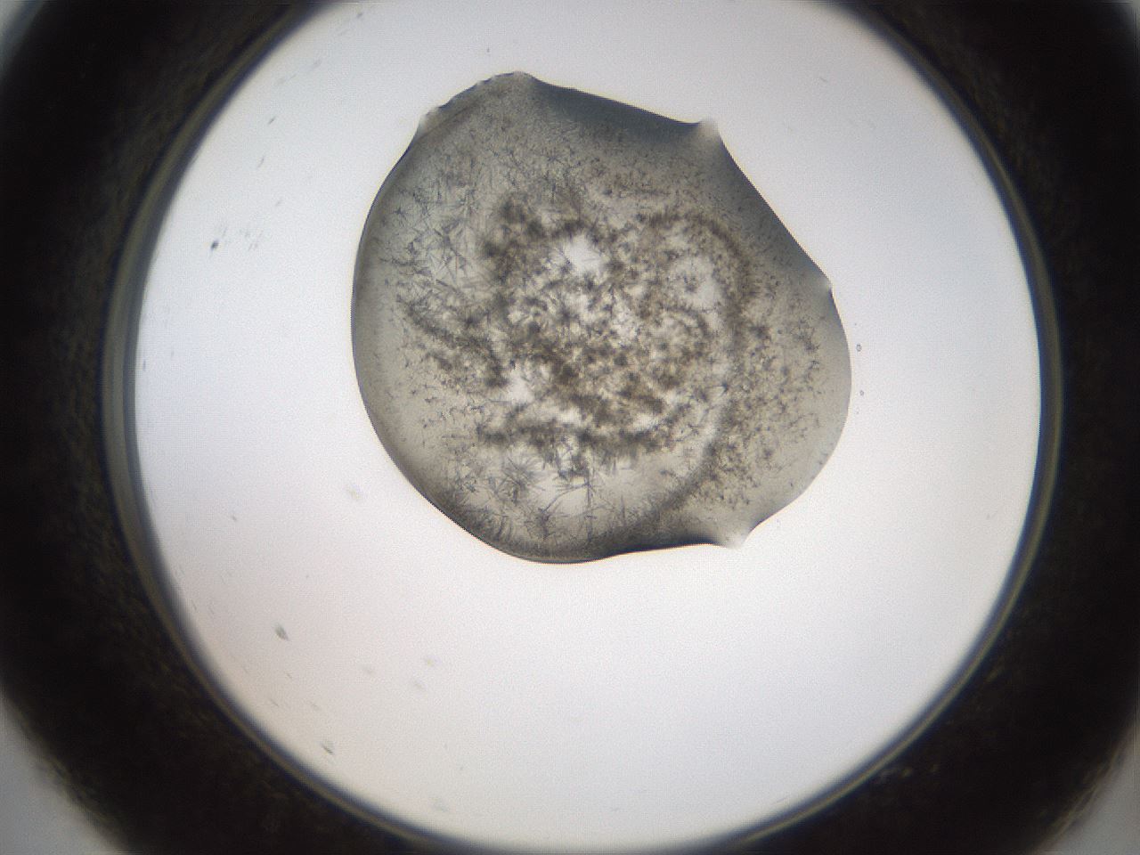 folderID561_plateID2561_batchID12870_wellNum9_profileID1_d2_r195674_ef.jpg
