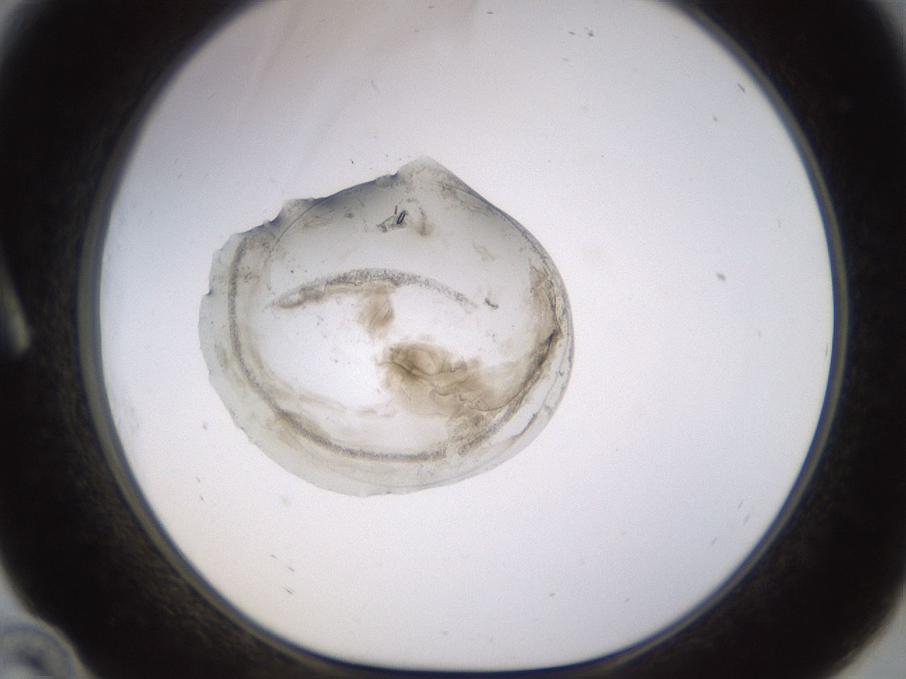 folderID564_plateID1564_batchID6311_wellNum10_profileID1_d1_r101862_ef.jpg