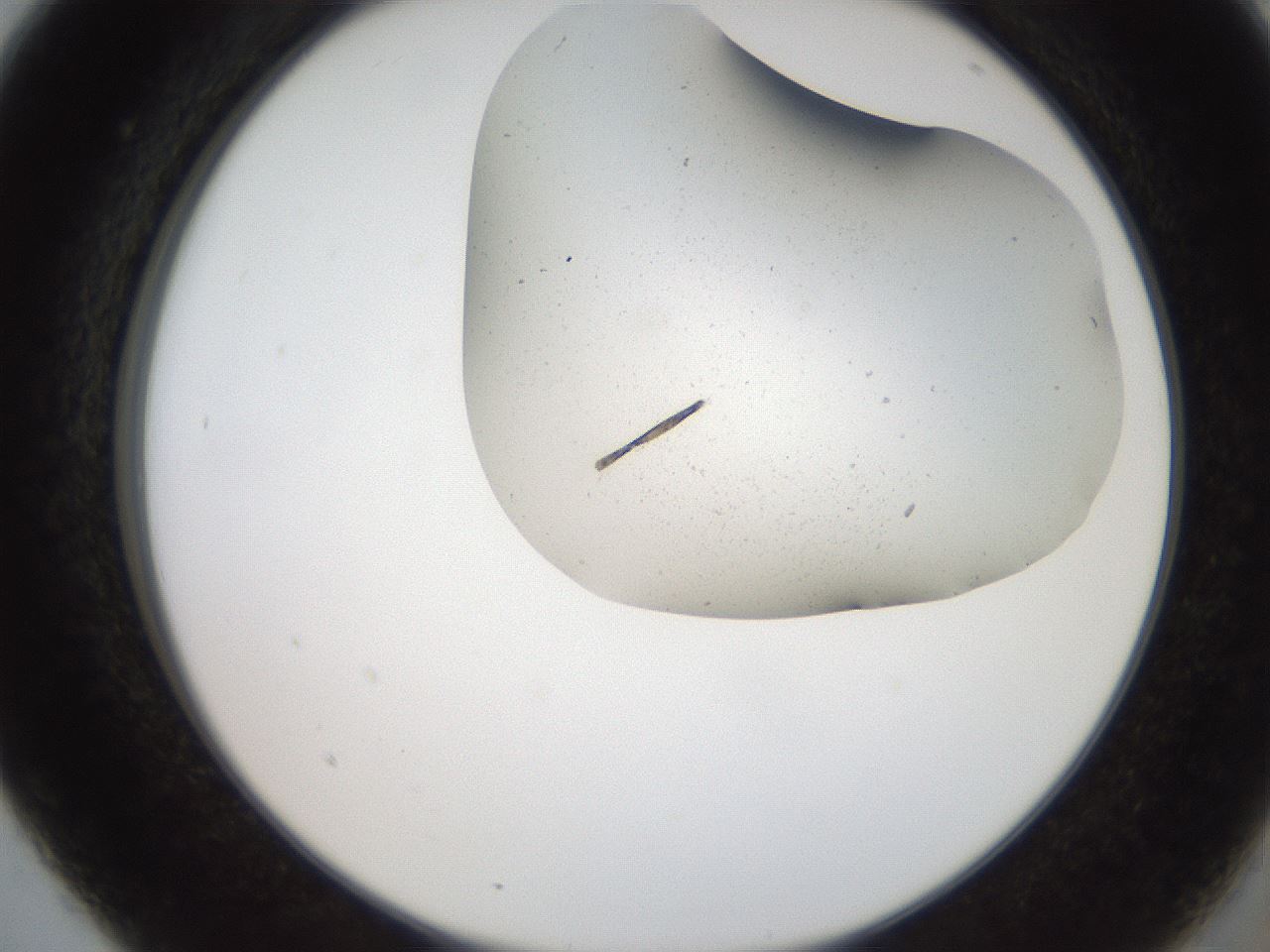 folderID565_plateID2565_batchID13019_wellNum5_profileID1_d2_r195853_ef.jpg
