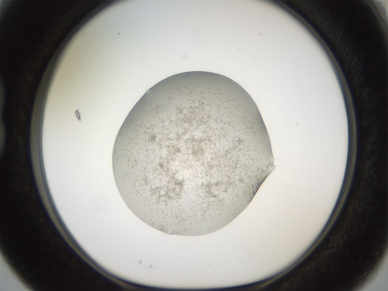 folderID569_plateID2569_batchID12915_wellNum15_profileID1_d1_r196165_ef.jpg