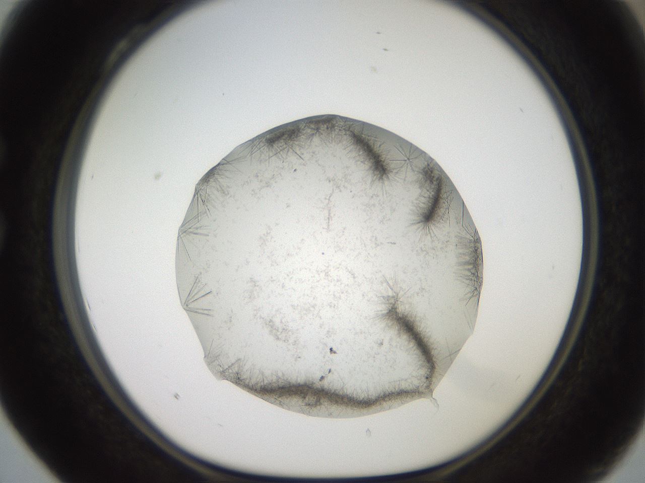folderID569_plateID2569_batchID12915_wellNum28_profileID1_d1_r196191_ef.jpg