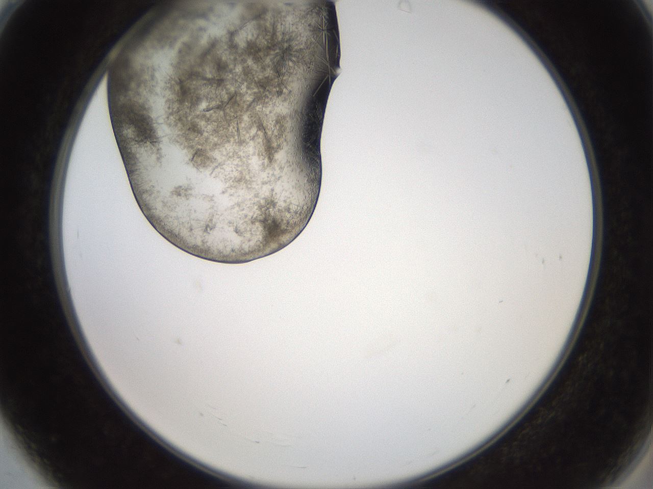 folderID569_plateID2569_batchID12915_wellNum4_profileID1_d2_r196144_ef.jpg