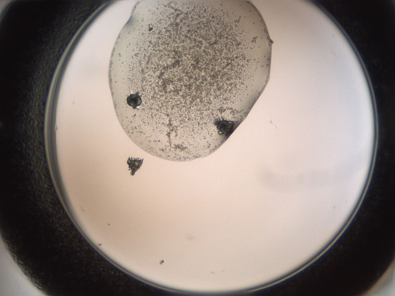 folderID569_plateID2569_batchID12915_wellNum60_profileID1_d2_r196256_ef.jpg