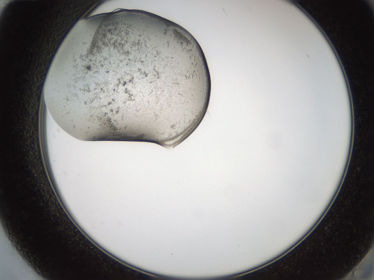 folderID569_plateID2569_batchID12915_wellNum84_profileID1_d2_r196304_ef.jpg
