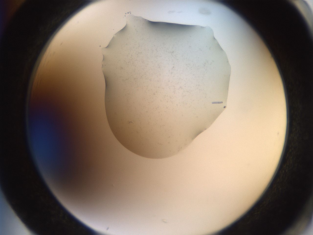 folderID569_plateID2569_batchID12915_wellNum85_profileID1_d2_r196306_ef.jpg