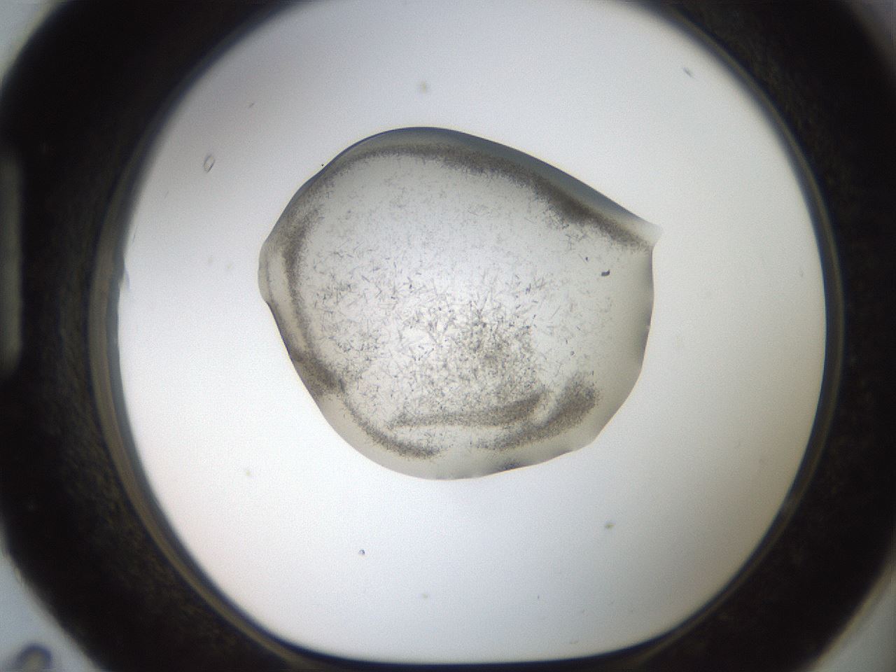 folderID569_plateID2569_batchID12915_wellNum95_profileID1_d1_r196325_ef.jpg