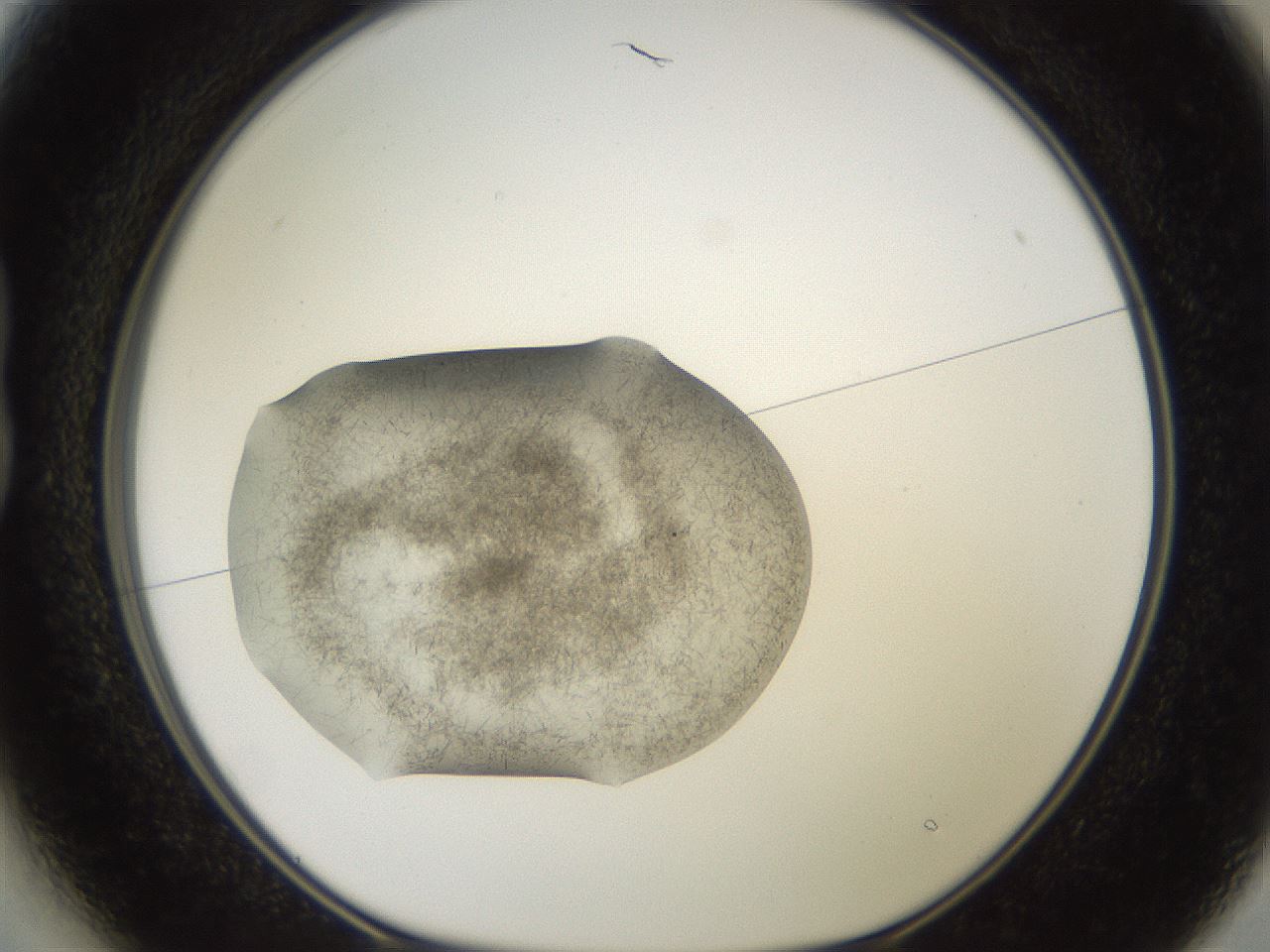 folderID569_plateID2569_batchID13025_wellNum13_profileID1_d1_r196161_ef.jpg