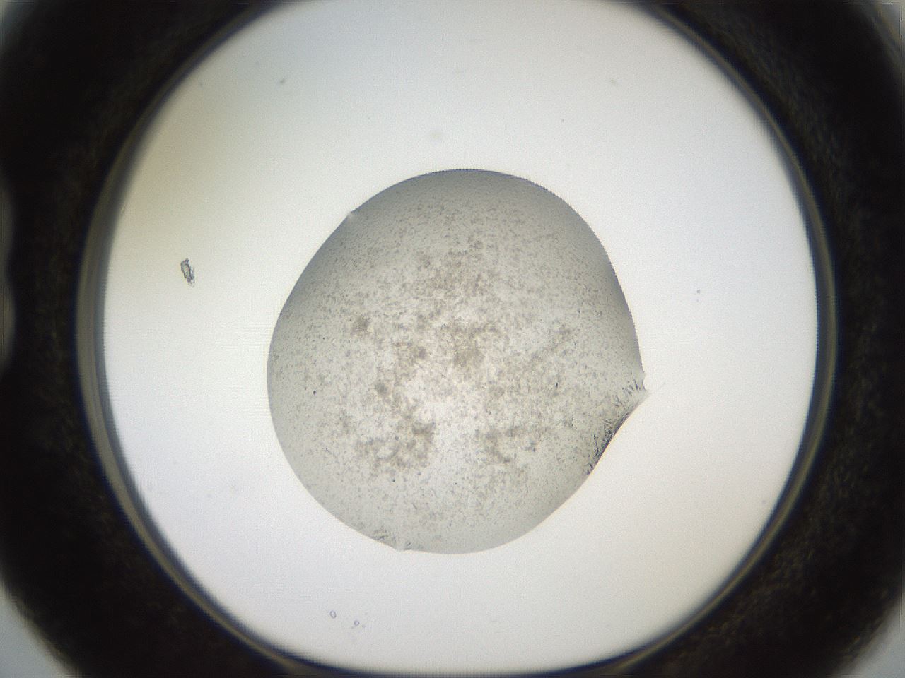 folderID569_plateID2569_batchID13025_wellNum15_profileID1_d1_r196165_ef.jpg